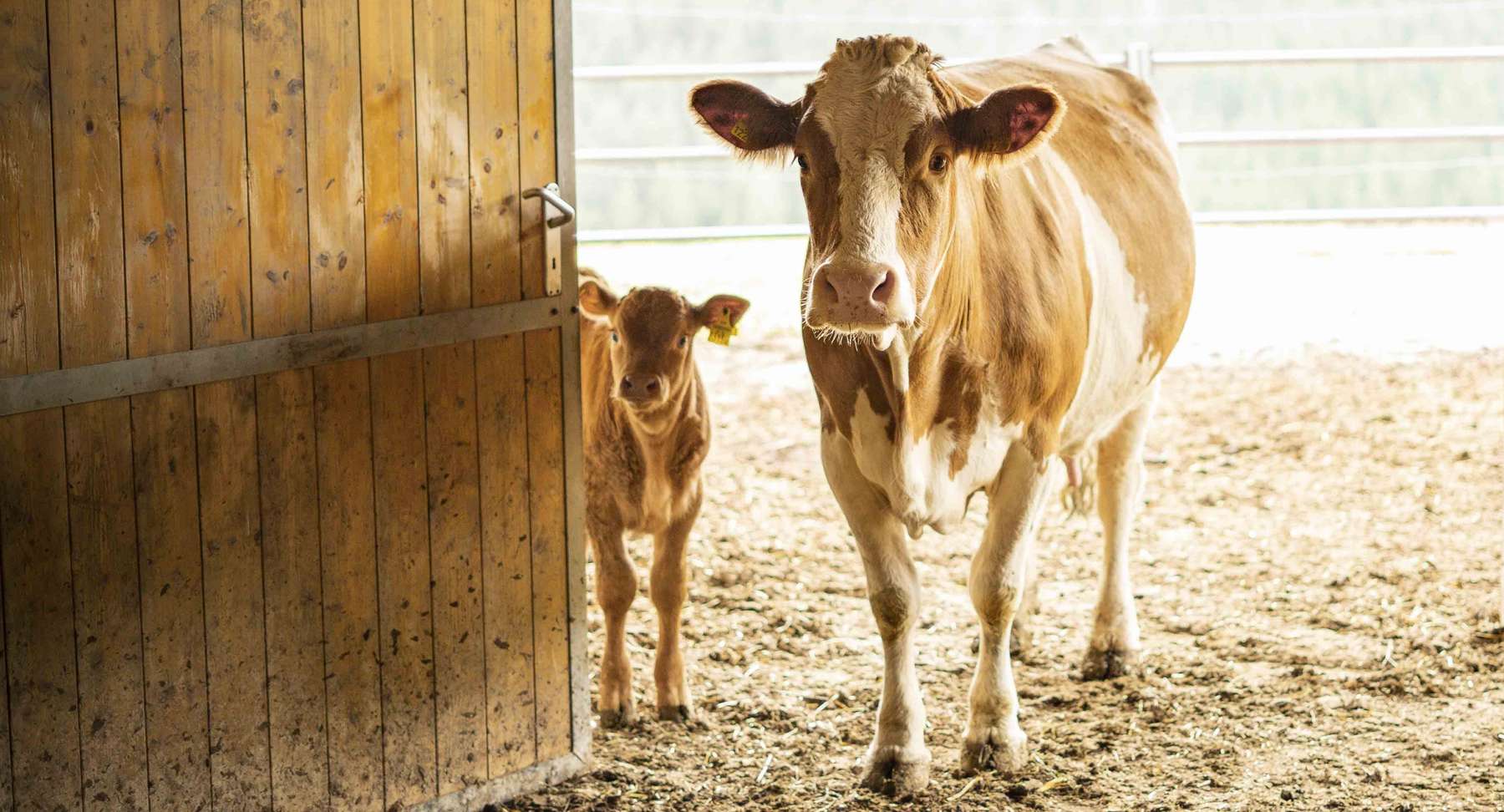 Kalb mit Mutterkuh.jpg © Georg Pomaßl/LFI Niederösterreich
